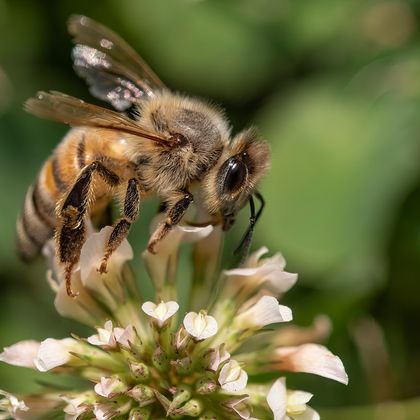 Biene auf einer Blüte